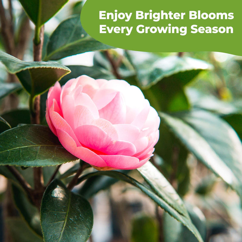 Liquid Camellia Fertilizer