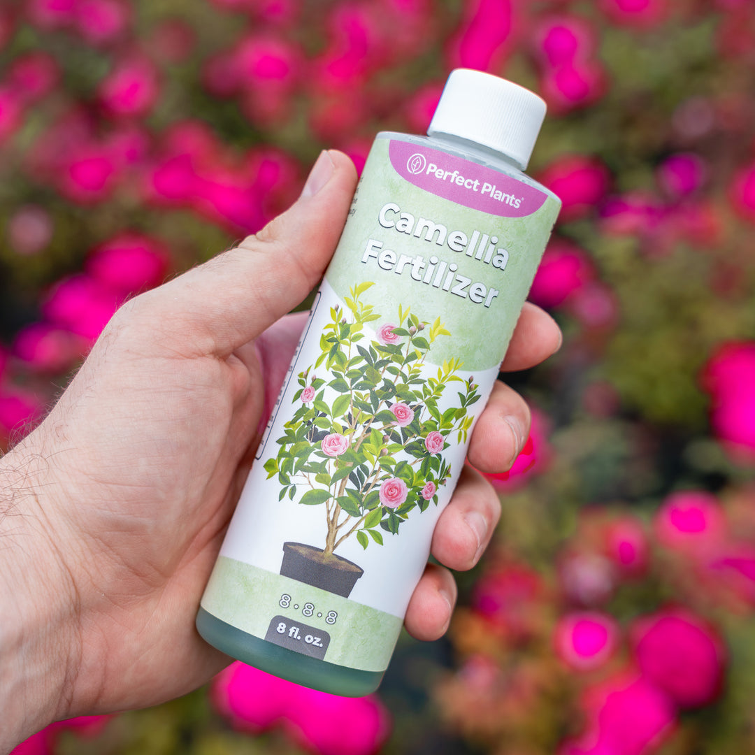 pink fertilizer for plants Buy Liquid Camellia Fertilizer for Sale Online