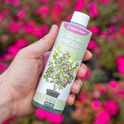 Liquid Camellia Fertilizer