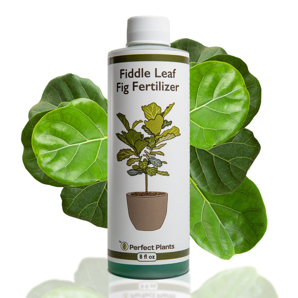 Liquid Fertilizer for Fiddle Leaf Fig - 8 fl oz