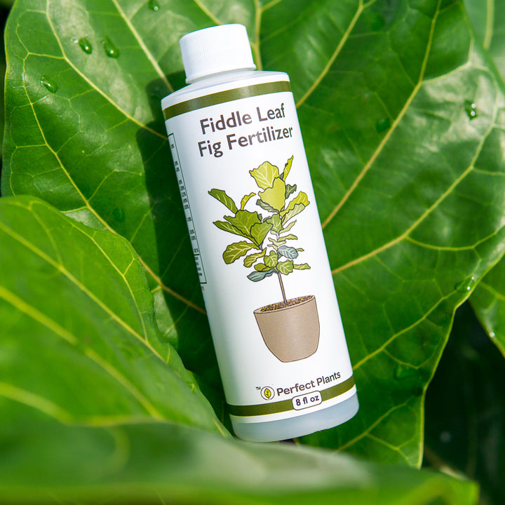 fertilizing fiddle leaf fig Liquid Fertilizer for Fiddle Leaf Fig