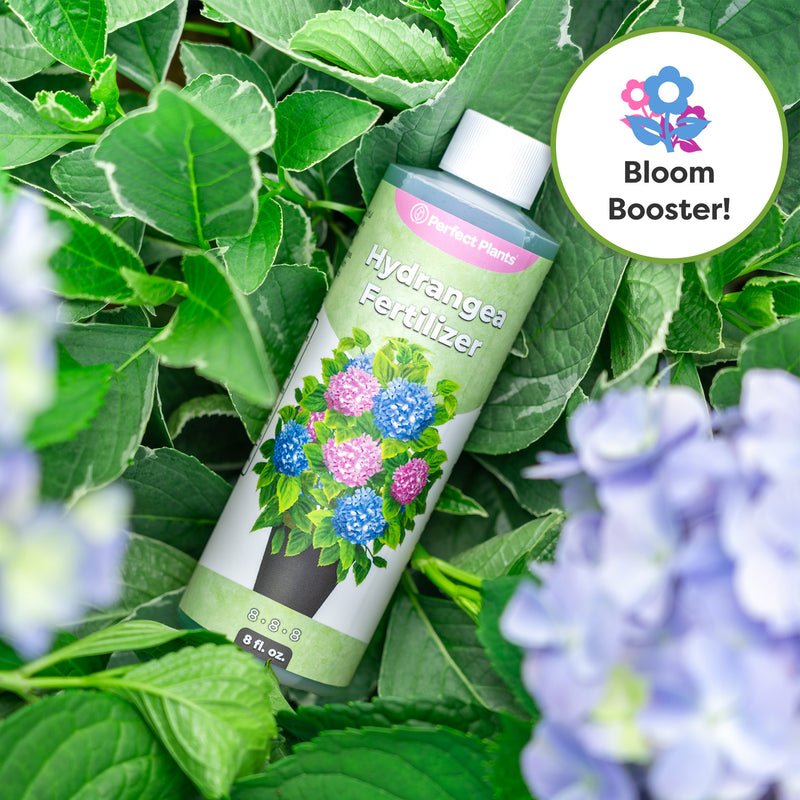 Liquid Hydrangea Fertilizer