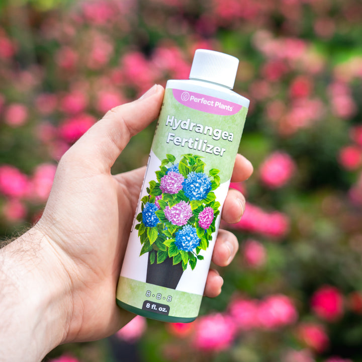 plant fertilizer for hydrangeas Liquid Hydrangea Fertilizer