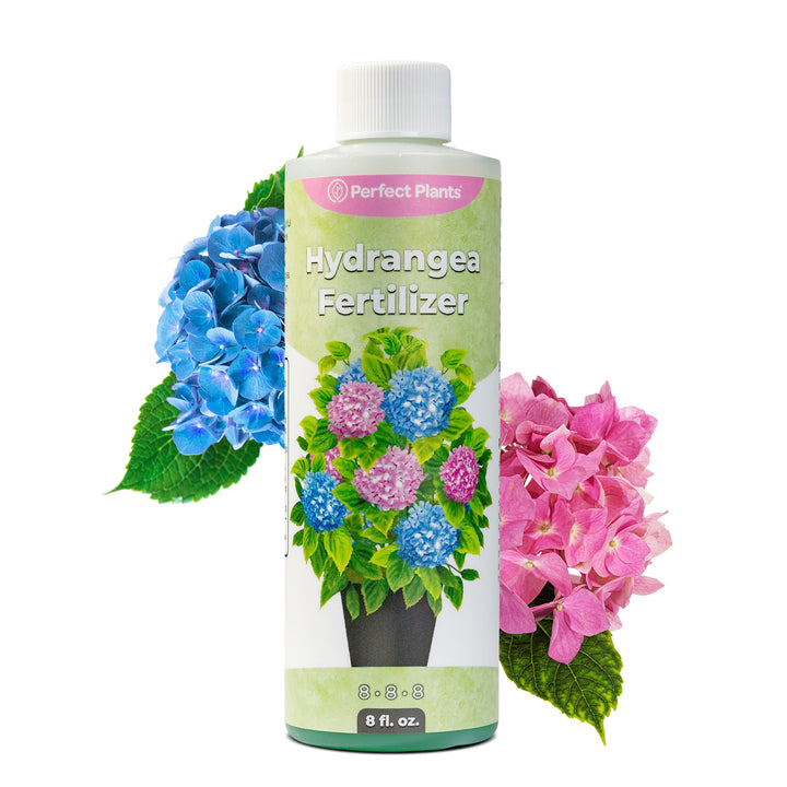hydrangea plant fertilizer Buy Liquid Hydrangea Fertilizer for Sale Online