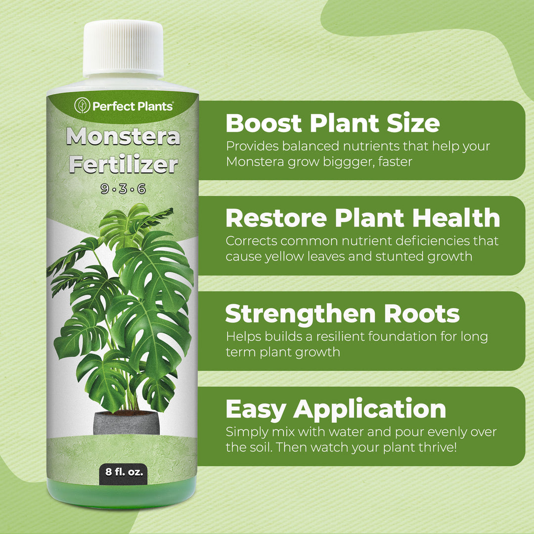 sugar water for monstera plant Monstera Fertilizer for Sale