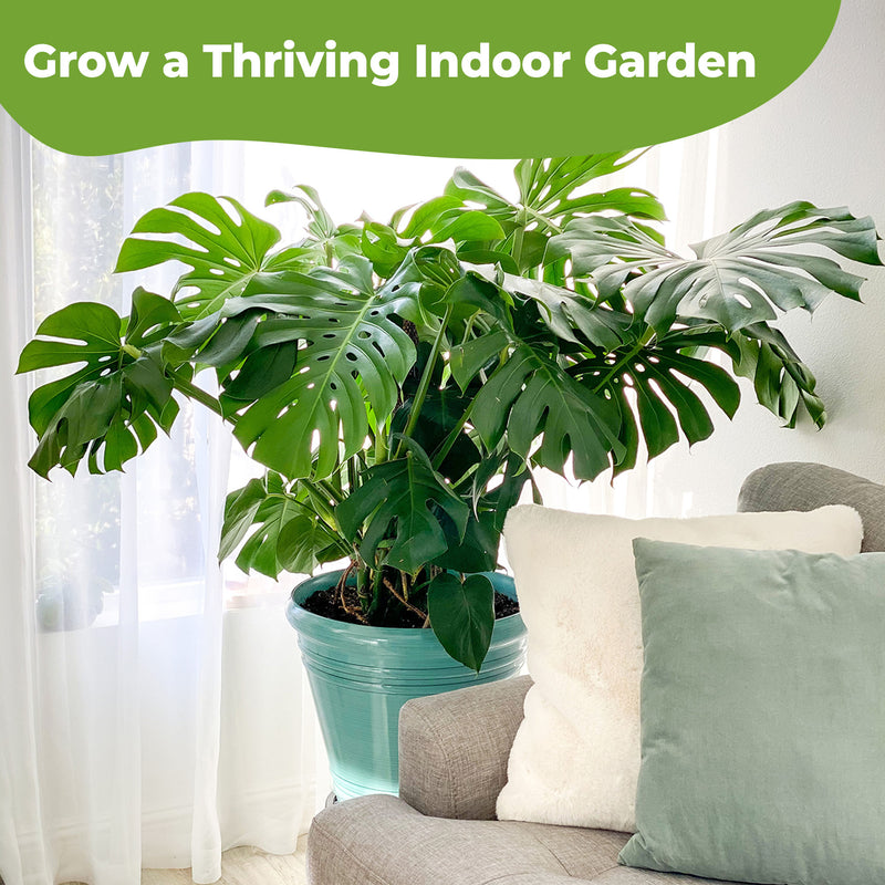 Monstera Fertilizer