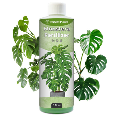 Monstera fertilizer bottle from Perfect Plants Nursery with plant leaves on a white background