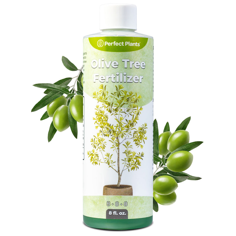 Liquid Fertilizer for Olive Trees