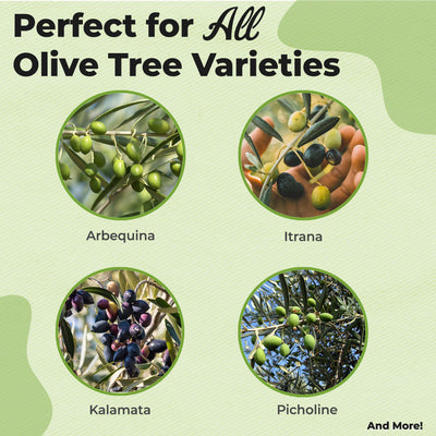 Liquid Fertilizer for Olive Trees