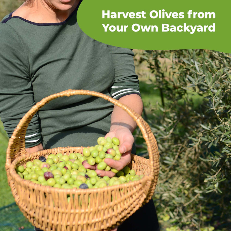 Liquid Fertilizer for Olive Trees