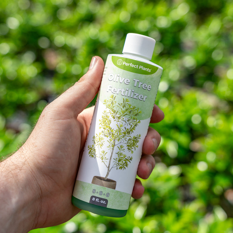 Liquid Fertilizer for Olive Trees