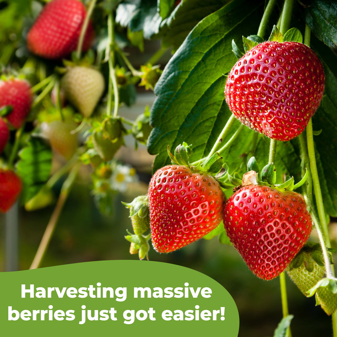 should i fertilize strawberry plants Strawberry Fertilizer