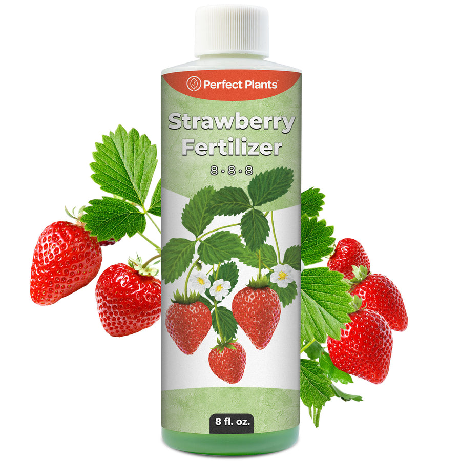 do i need to fertilize strawberry plants Strawberry Fertilizer