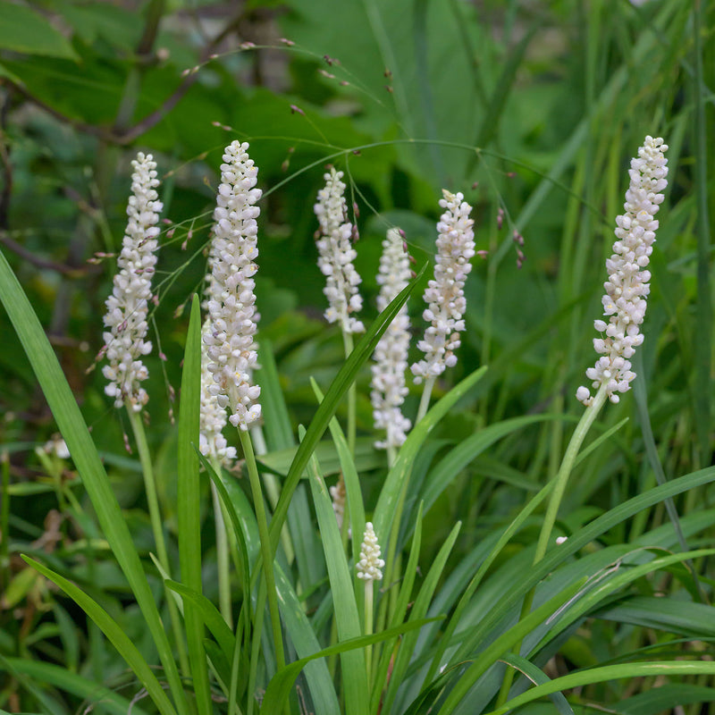 Liriope Monroe White for sale online from Perfect Plants Nursery