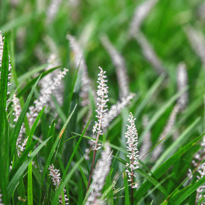 Liriope Monroe White plants for sale