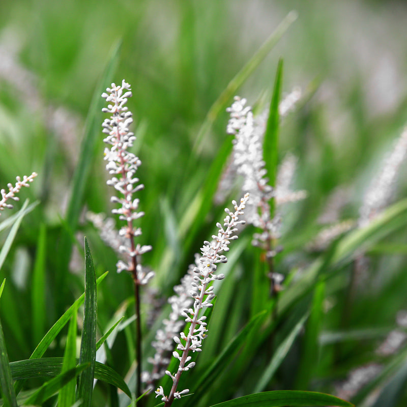 Monroe White Liriope flowers in spring