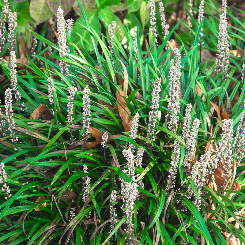 Monroe white liriope border shrub