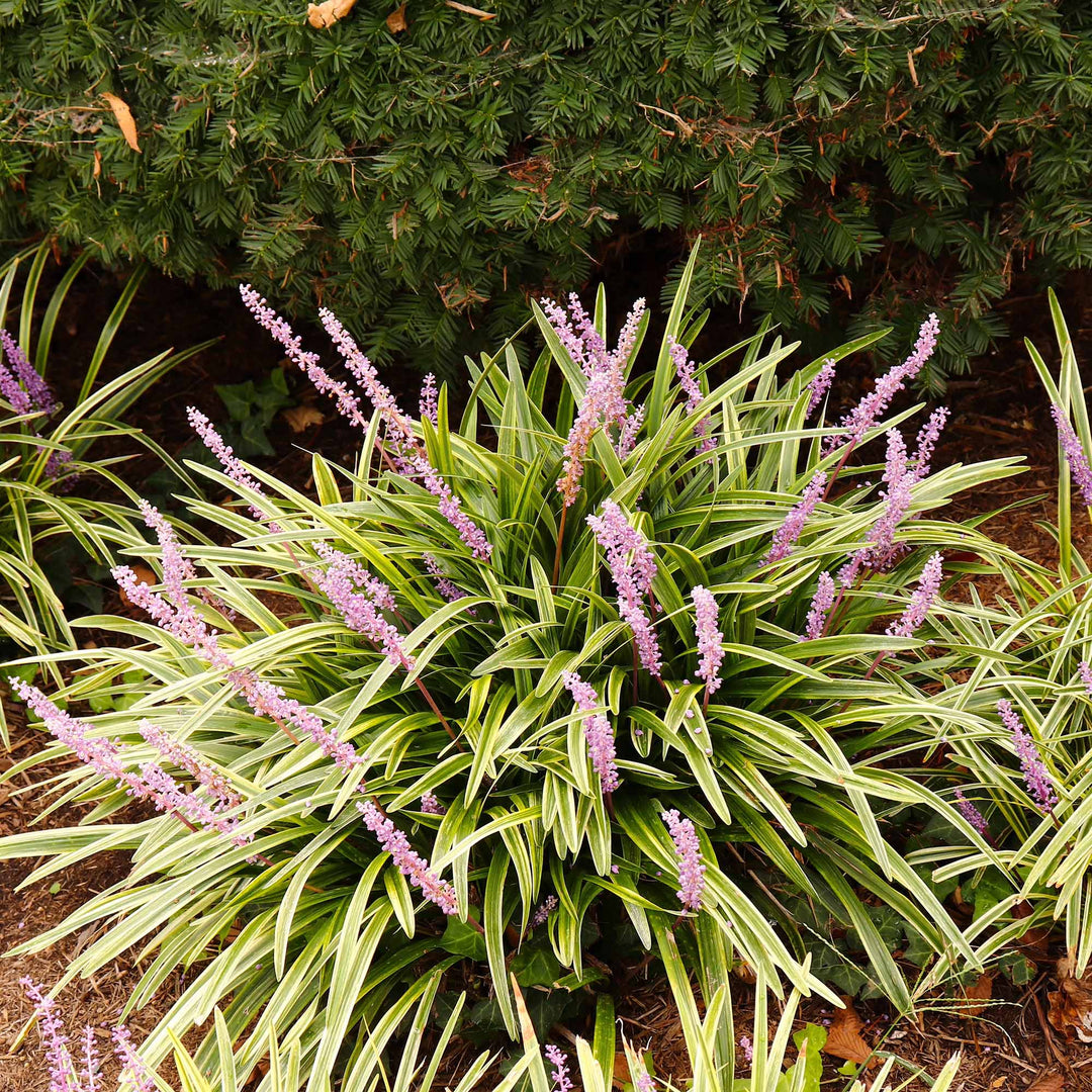 liriope vs spider plant Variegated Liriope Shrub - 1 Gallon / 8-Pack