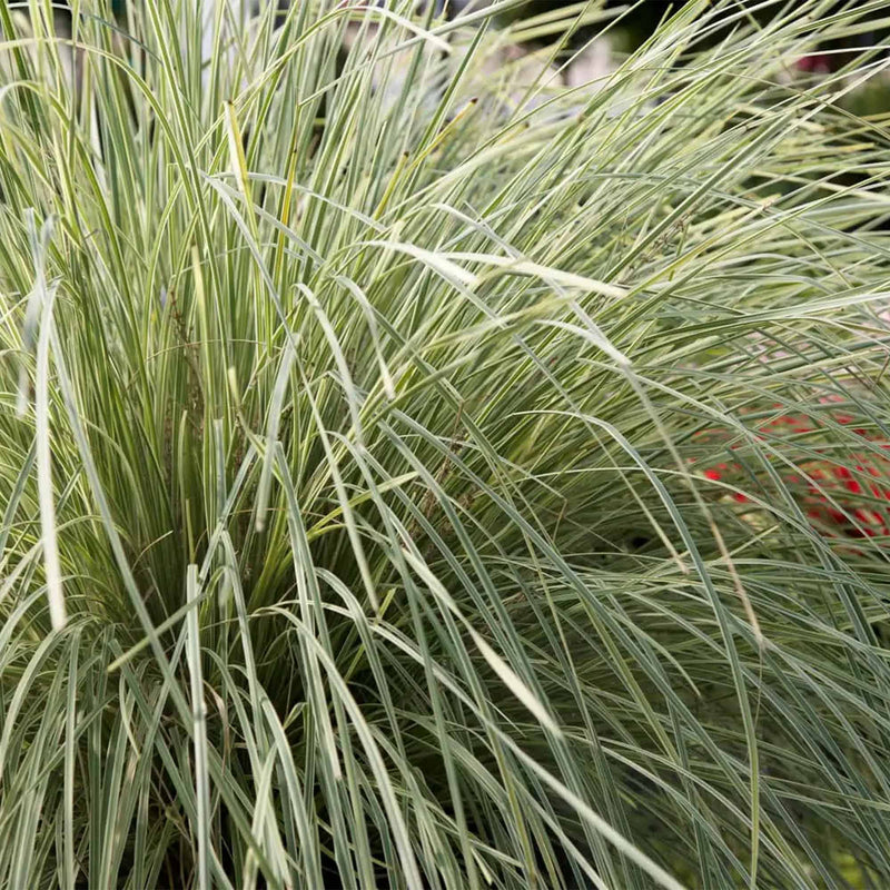 Close up of pale green and white foliage belonging to the Platinum Beauty Lomandra from Southern Living plant collection