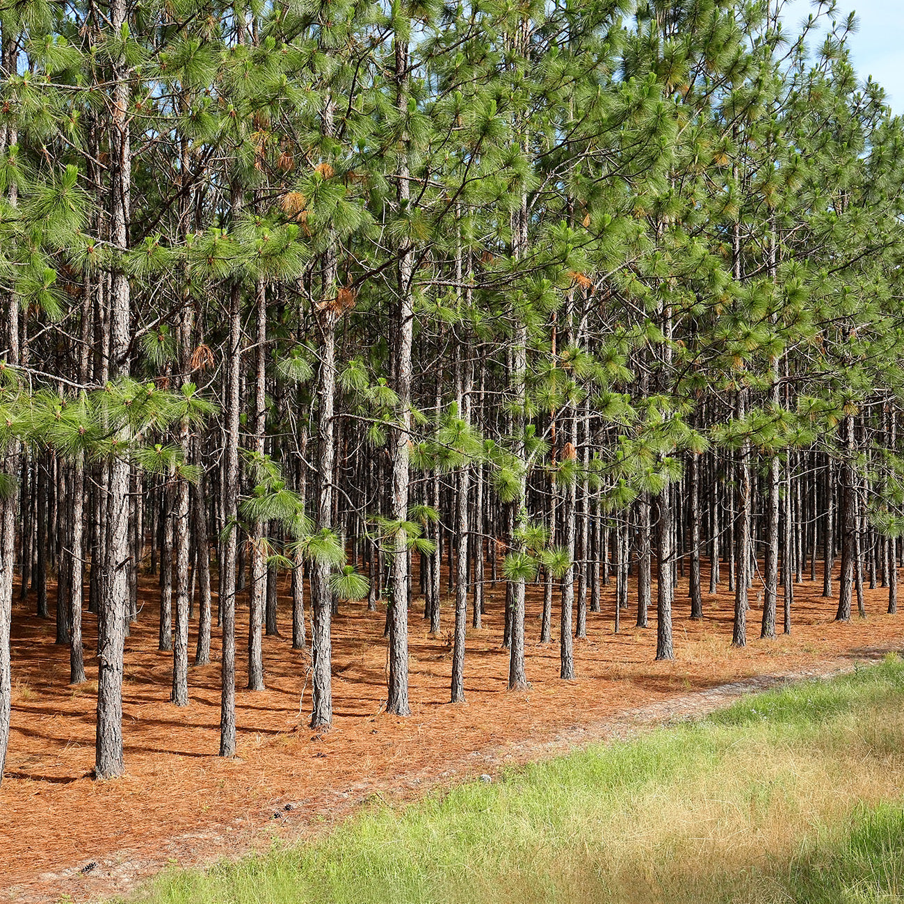 Longleaf Pine Tree