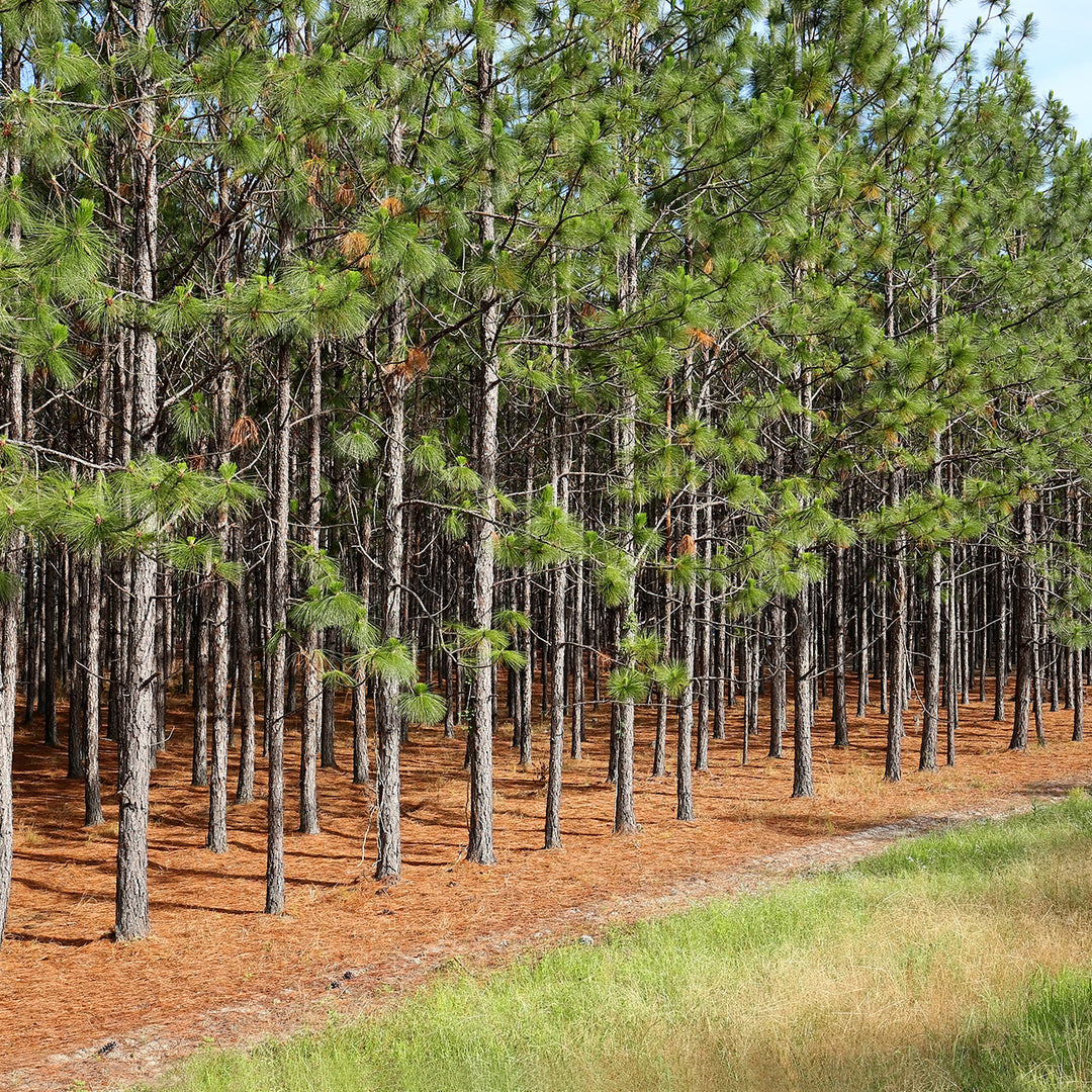 Buy Longleaf Pine Tree Online | Evergreen | Perfect Plants