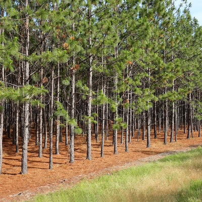 Grove of long leaf pine trees with a clear path in the foreground growing against the edge of a landscaper's property