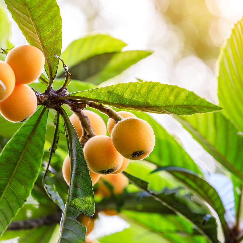 Loquat fruit growing on a tree branch