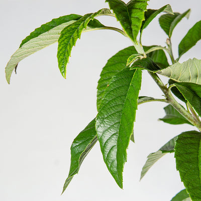 Close-up of green leaves from a Loquat tree on a white background