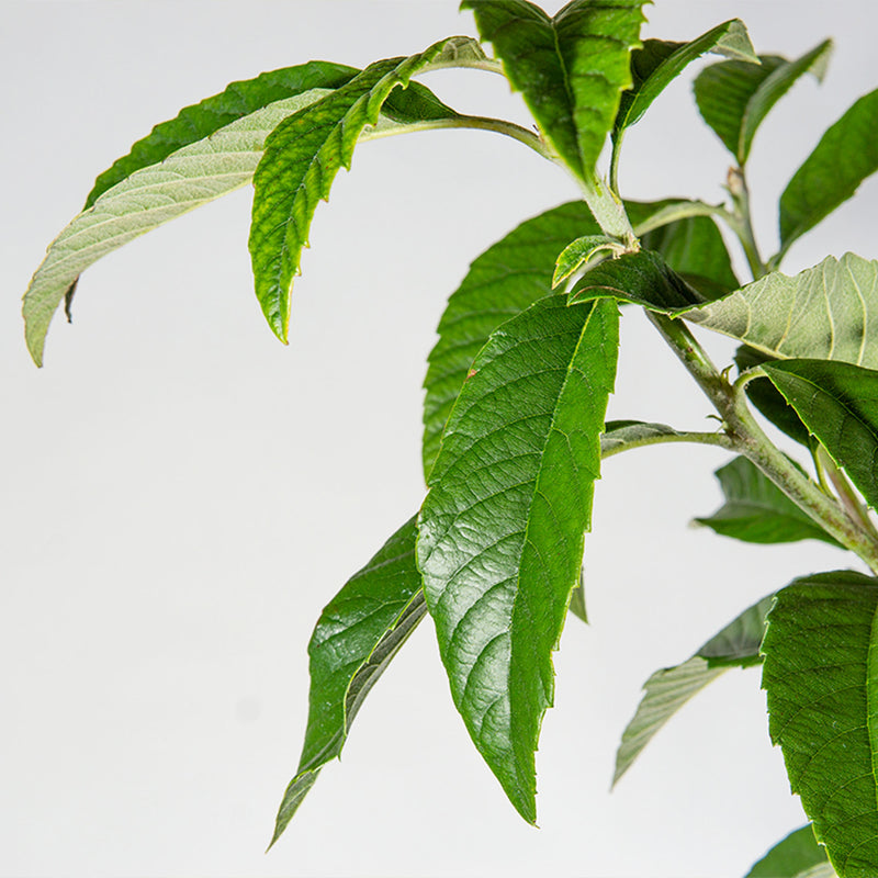 Close-up of green leaves from a Loquat tree on a white background