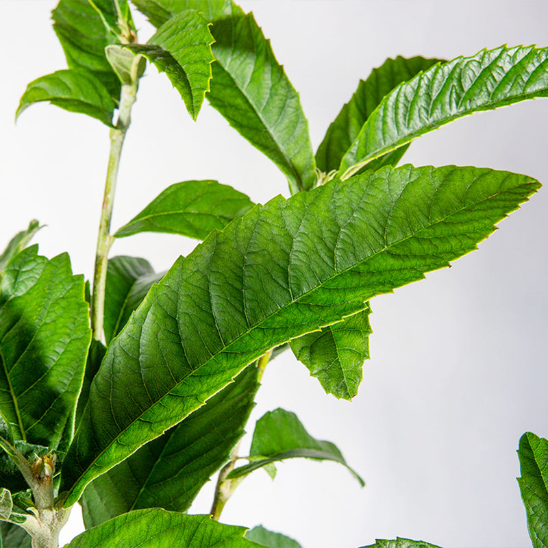 Close-up of green foliage from a Japanese Loquat on a white background