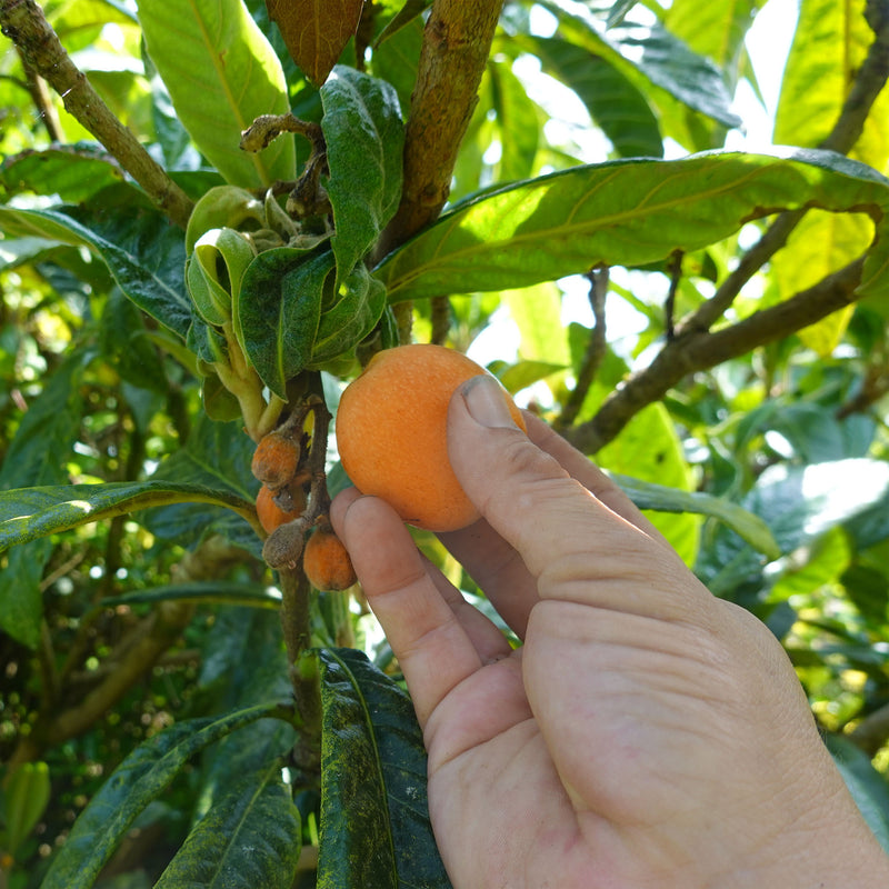 Hand picking a ripe loquat from a tree branch