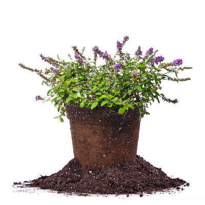 Blue Chip Lo and Behold® Butterfly Bush