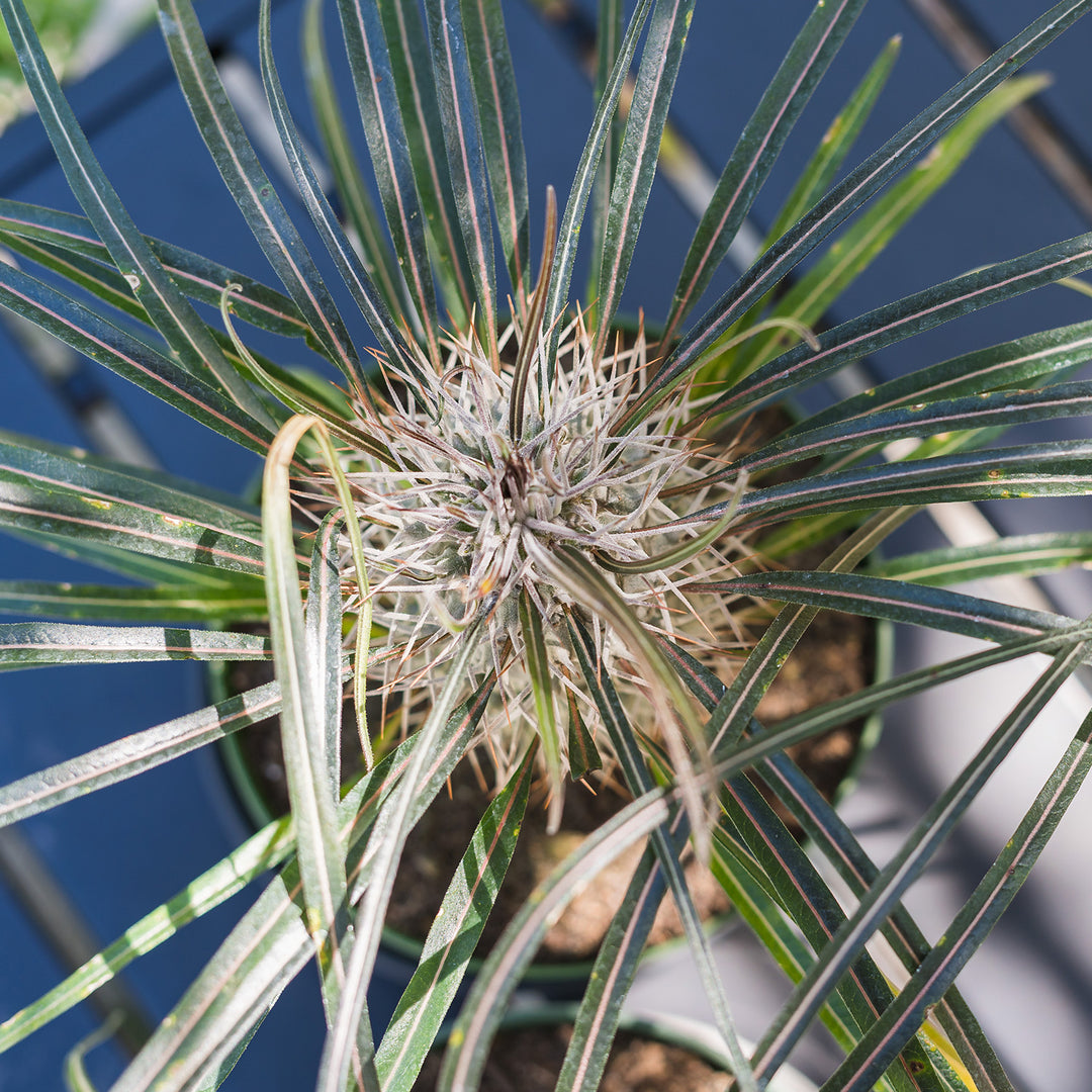 indoor madagascar plant Buy Madagascar Palm Trees for Sale