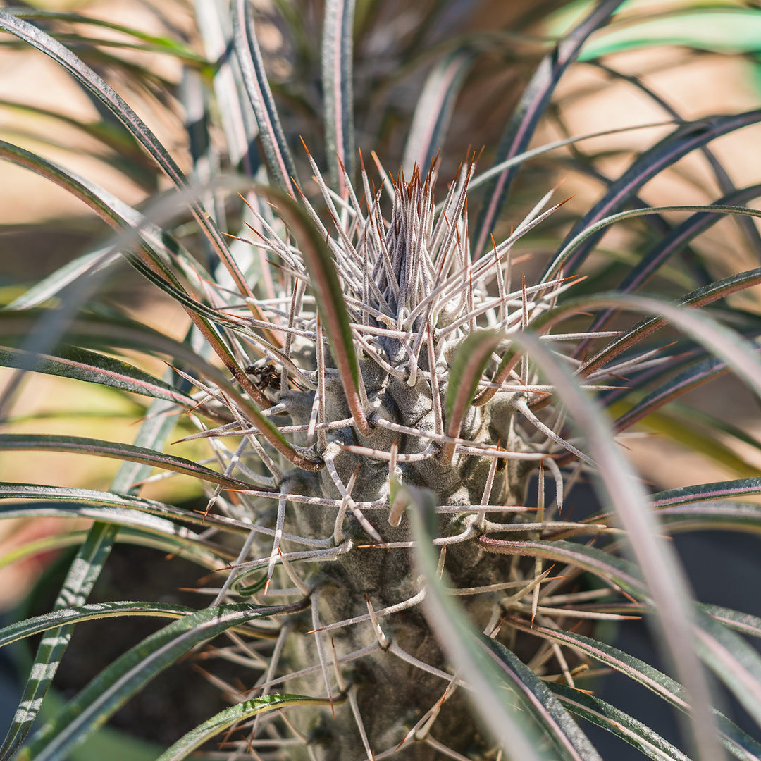 Buy Madagascar Palm Trees for Sale | Perfect Plants