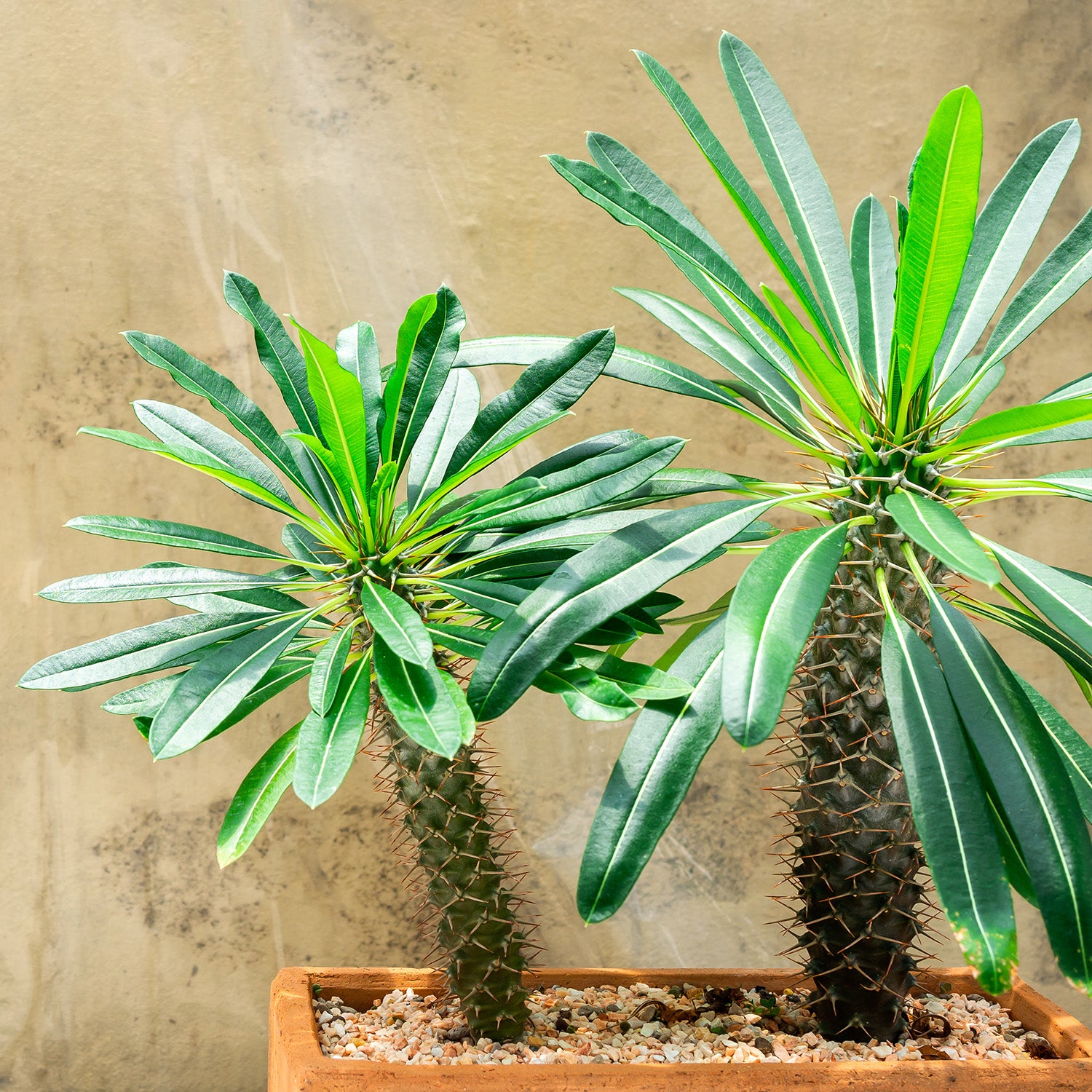indoor madagascar plant Buy Madagascar Palm Trees for Sale