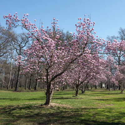 Pink flowering Ann Magnolia trees in a green lawn front yard against a clear blue sky