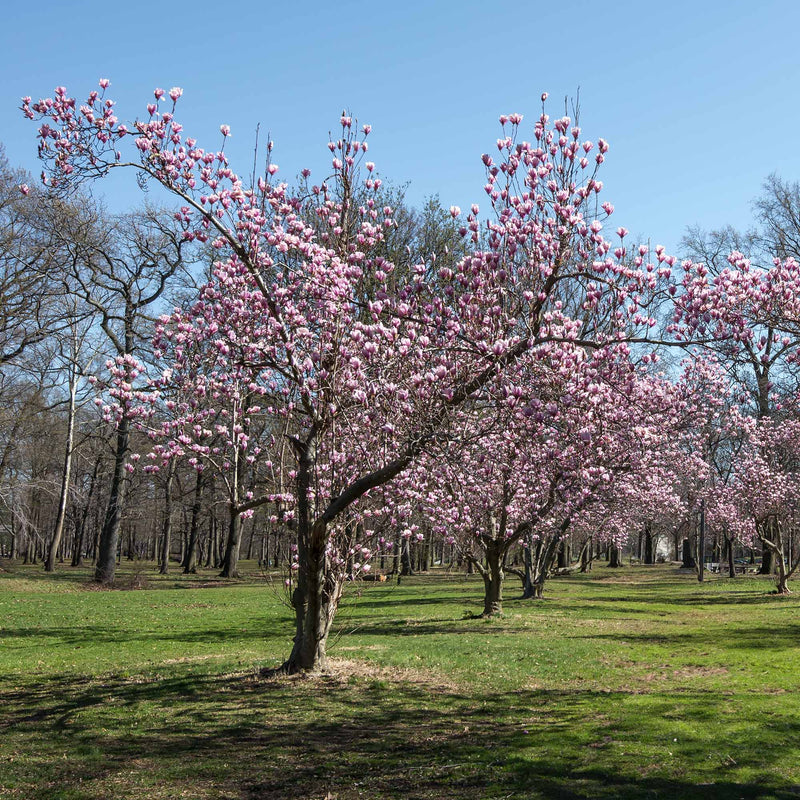 Pink flowering Ann Magnolia trees in a green lawn front yard against a clear blue sky