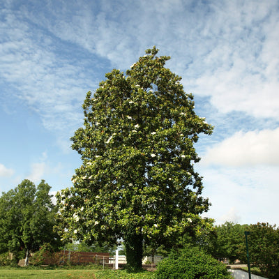 Beautiful Brackens brown beauty magnolia growing in front yard landscape