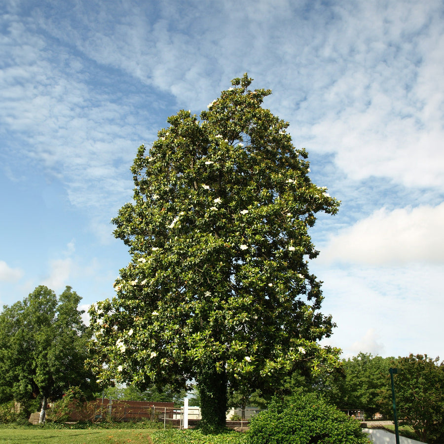 Photo of Green Tall Trees · Free Stock Photo