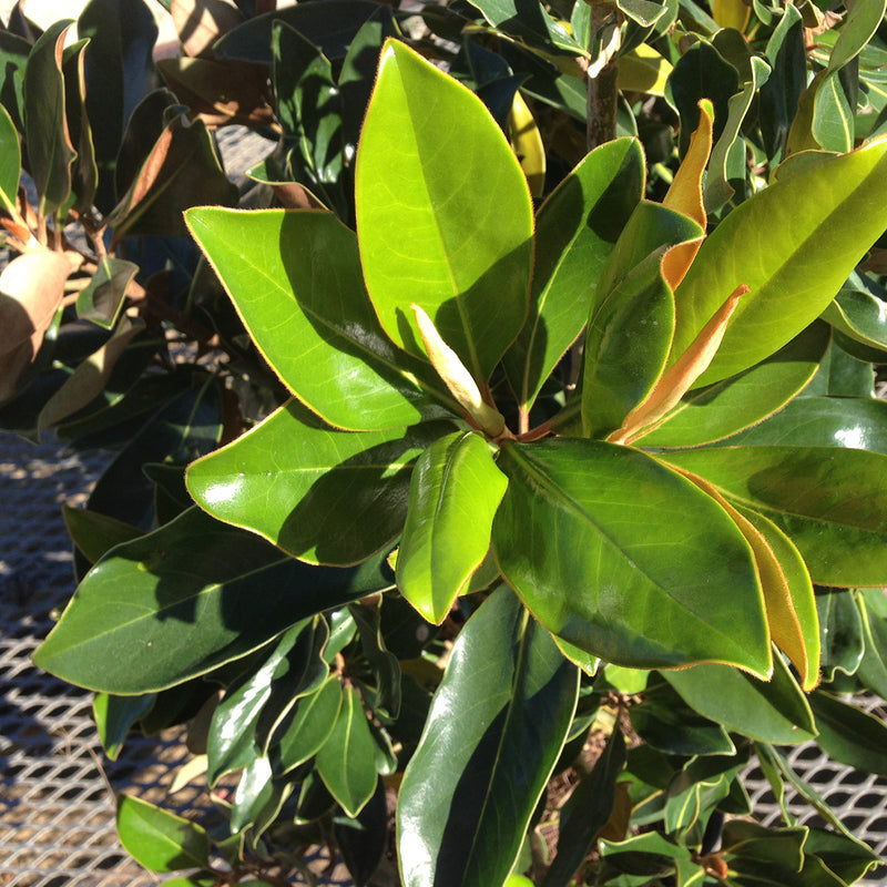 evergreen fast growing magnolia tree