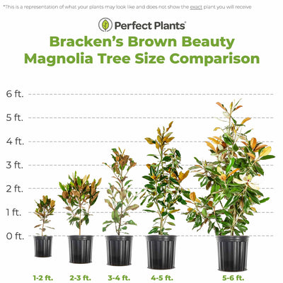 Comparison chart of Bracken's Brown Beauty Magnolia tree sizes from 1-2 ft to 5-6 ft, with 'Perfect Plants' branding.