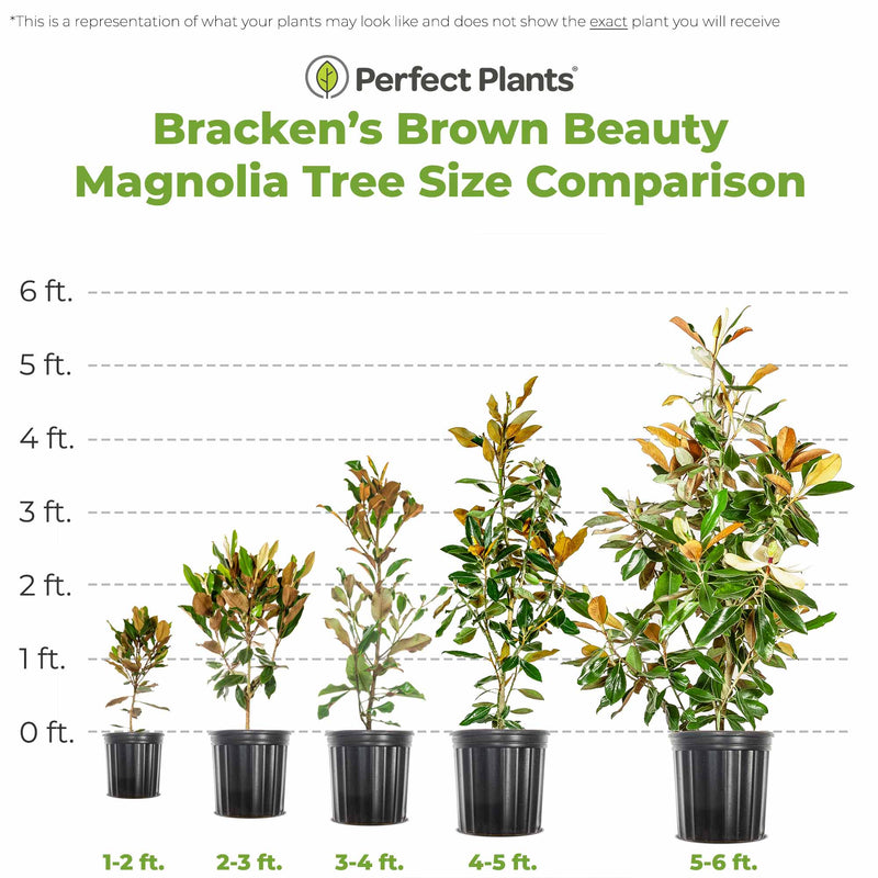 Comparison chart of Bracken&