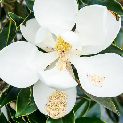 Close-up of a white flower belonging to a Little Gem Southern Magnolia Tree with green leaves in the background
