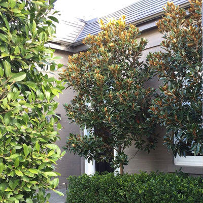 Little Gem Southern Magnolia Tree growing along a front yard walk way amongst a hedge of sweet viburnum and tea olive