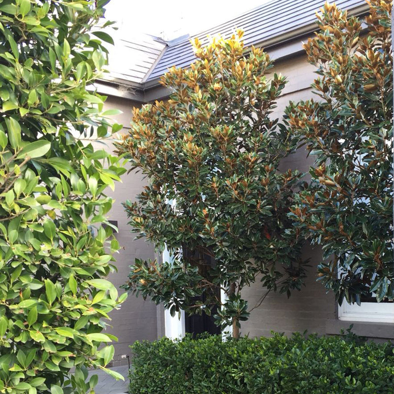 Little Gem Southern Magnolia Tree growing along a front yard walk way amongst a hedge of sweet viburnum and tea olive