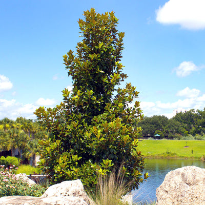 Tall, mature little gem magnolia tree growing along a backyard pond landscape with a bright blue sky in the background