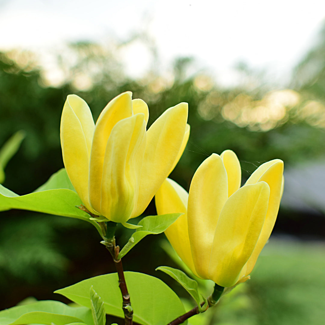 yellow magnolia plant Yellow Bird Magnolia Tree for Sale