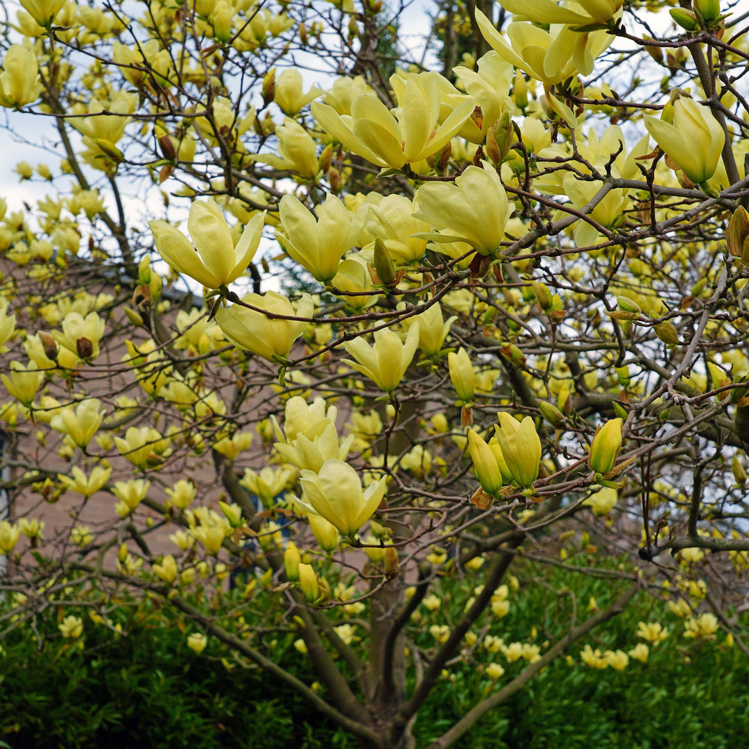 Yellow Bird Magnolia Tree