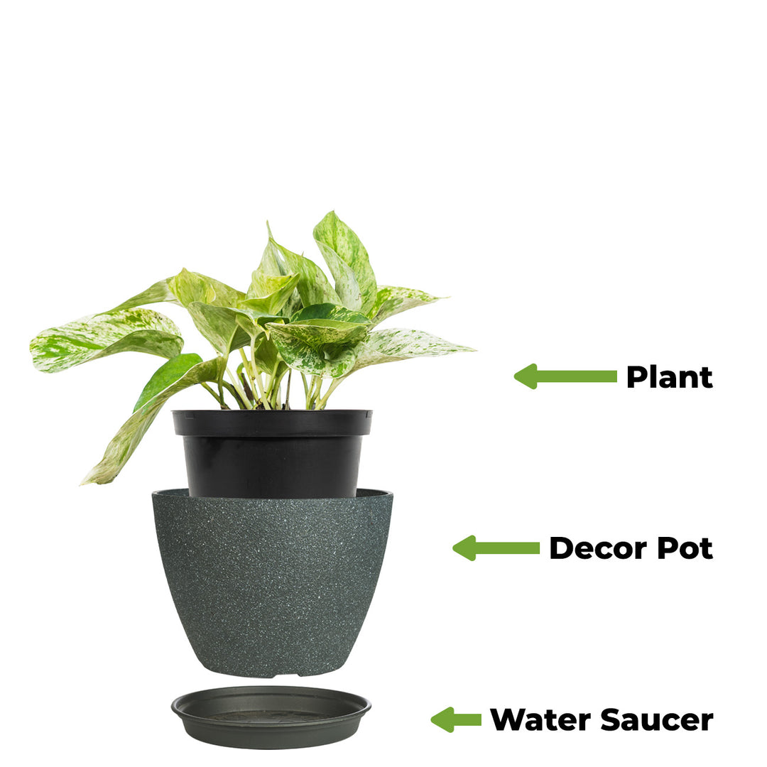 marble queen pothos watering Marble Queen Pothos for Sale