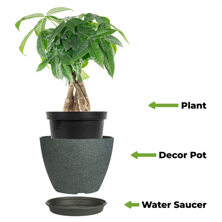 best pot for a money tree plant Chinese Money Tree Plant for Sale | Buy Houseplants
